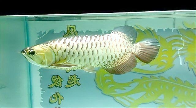 觀賞魚青龍真品 觀賞魚青龍真品 龍魚論壇 第15張