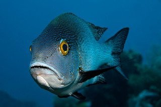 十二種鯛魚價格表