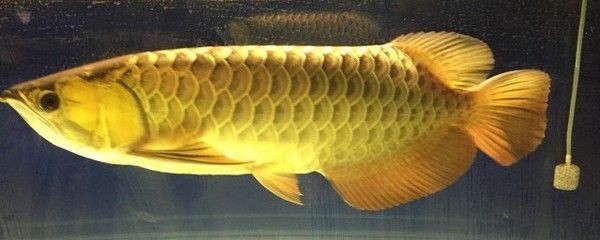 金黃色龍魚好養，但仍有一些注意事項需要飼養者注意：金黃色的龍魚好養嗎？