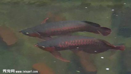 龍魚怎么賣 龍魚百科 第1張 龍魚怎么賣 龍魚怎么賣 龍魚百科 第1張