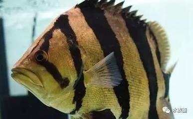 龍魚怎么賣 龍魚百科 第4張 龍魚怎么賣 龍魚怎么賣 龍魚百科 第4張