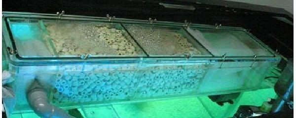 魚缸過濾系統維護技巧：魚缸過濾系統的維護技巧