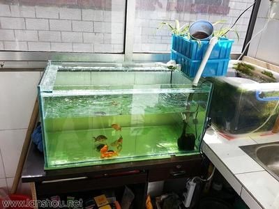 魚缸過濾系統維護技巧：魚缸過濾系統的維護技巧