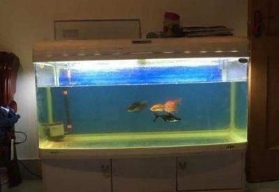 魚缸的水為什么新換的就混了（魚缸新換水后水質變混怎么辦） 魚缸的水為什么新換的就混了（魚缸新換水后水質變混怎么辦） 魚缸百科 第5張