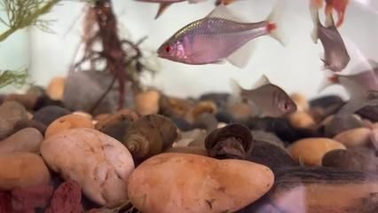 床邊能不能放魚缸養魚：床邊放置魚缸養魚的注意事項