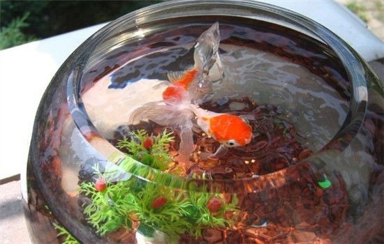 床邊能不能放魚缸養魚：床邊放置魚缸養魚的注意事項