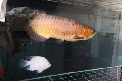 龍魚(yú) 低溫：龍魚(yú)低溫恢復(fù)技巧，如何預(yù)防龍魚(yú)低溫病，龍魚(yú)冬季養(yǎng)護(hù)要點(diǎn)
