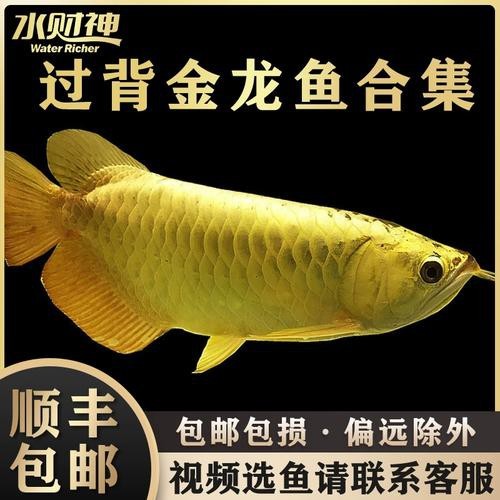 藍(lán)色龍魚圖片大全大圖