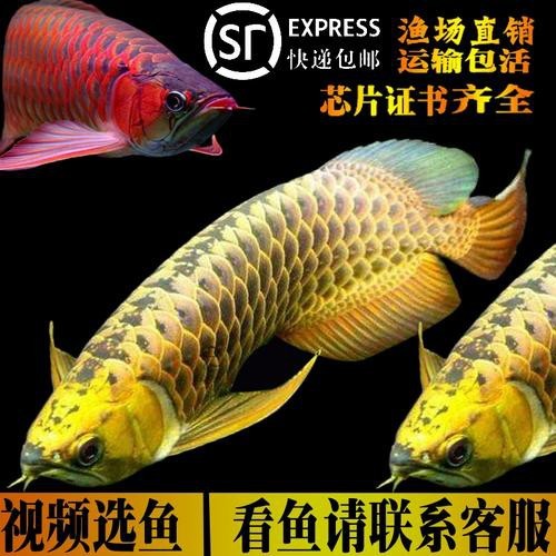 藍(lán)色龍魚圖片大全大圖