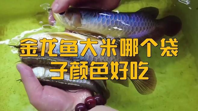 金龍魚稻花香有哪些系列？