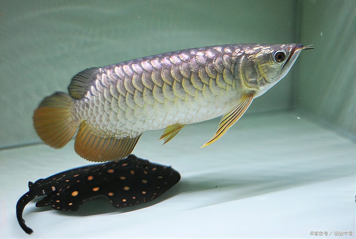 紅龍魚最簡單三個喂法 紅龍魚最簡單三個喂法 龍魚論壇 第1張