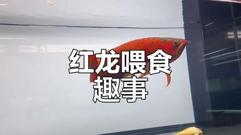 紅龍魚最簡單三個喂法 紅龍魚最簡單三個喂法 龍魚論壇 第10張