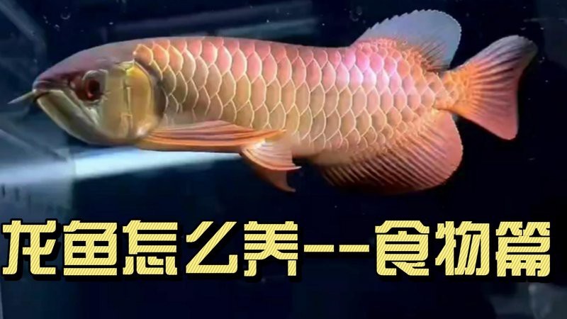 紅龍魚最簡單三個喂法 紅龍魚最簡單三個喂法 龍魚論壇 第12張