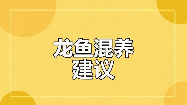 龍魚老孫推薦哪些龍魚配魚？ 龍魚老孫推薦哪些龍魚配魚？ 龍魚論壇 第8張