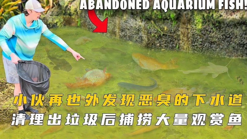 去臭水溝撈稀有魚