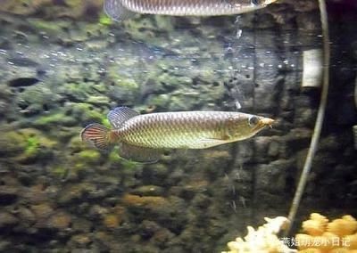 養龍魚養好水草需要注意哪些問題？：養龍魚養好水草需要注意什么？