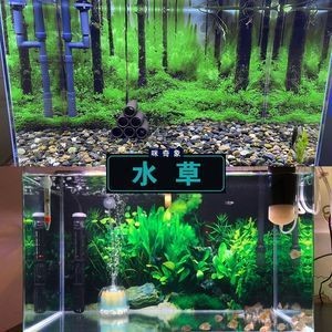 養龍魚養好水草需要注意哪些問題？：養龍魚養好水草需要注意什么？