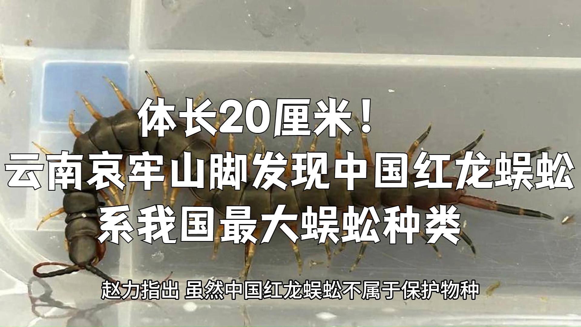 云南紅龍蜈蚣真的存在嗎？ 云南紅龍蜈蚣真的存在嗎？ 龍魚百科 第1張