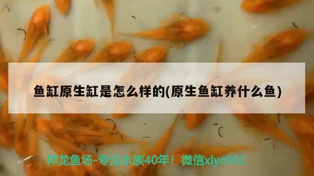魚缸方位風水講究（店鋪風水魚缸的擺放方位）