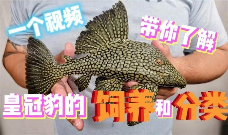 皇冠豹工具魚最簡單三個步驟