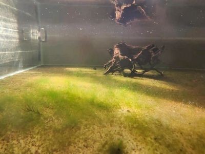 鸚鵡魚能和什么魚混養，鸚鵡魚和什么魚能一起養