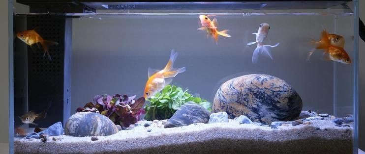 起源紀魚缸app：起源紀魚缸智能功能介紹