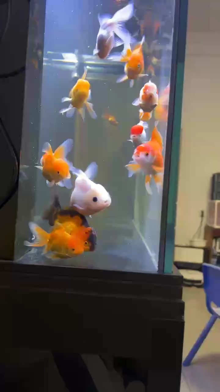怎么會有這么可愛的小魚