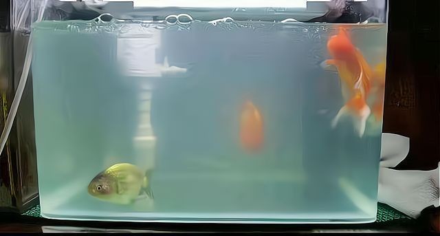 魚缸水為什么發白（魚缸水為什么發白,魚缸水發白可能由多種原因引起）