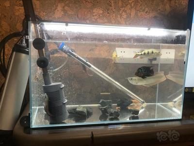 魚缸水為什么發白（魚缸水為什么發白,魚缸水發白可能由多種原因引起）