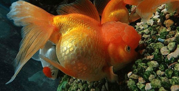 購買金龍魚苗違法嗎知乎（購買金龍魚苗是否違法）