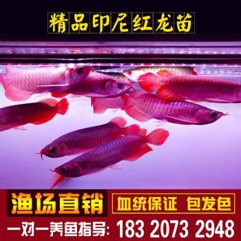 購買金龍魚苗違法嗎知乎（購買金龍魚苗是否違法）