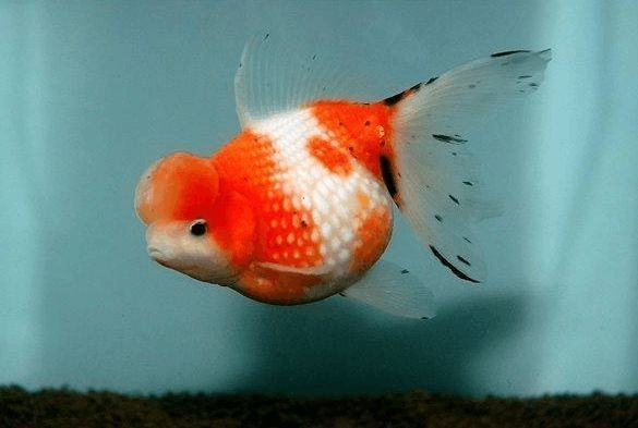 購買金龍魚苗違法嗎知乎（購買金龍魚苗是否違法）