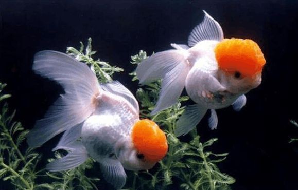 購買金龍魚苗違法嗎知乎（購買金龍魚苗是否違法）
