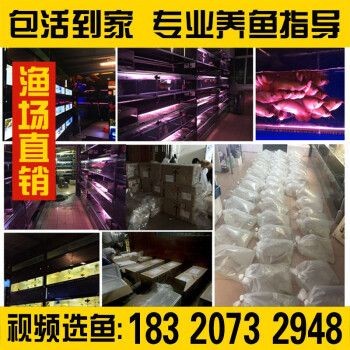 購買金龍魚苗違法嗎知乎（購買金龍魚苗是否違法）