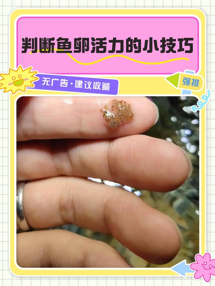 潛水艇魚(yú)的卵長(zhǎng)什么樣 潛水艇魚(yú)的卵長(zhǎng)什么樣 龍魚(yú)論壇 第5張