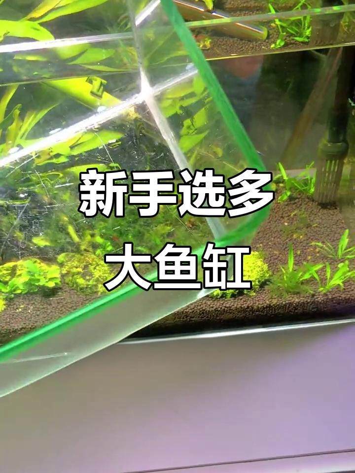 魚缸的最佳尺寸 魚缸的最佳尺寸 龍魚論壇 第4張