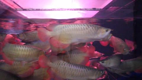 廣州龍魚回收電話（廣州龍魚回收商家如何鑒別優質龍魚）