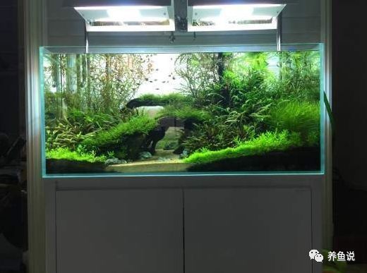 魚(yú)缸虹吸過(guò)濾（關(guān)于魚(yú)缸虹吸過(guò)濾的詳細(xì)介紹） 魚(yú)缸虹吸過(guò)濾（關(guān)于魚(yú)缸虹吸過(guò)濾的詳細(xì)介紹） 魚(yú)缸百科 第4張