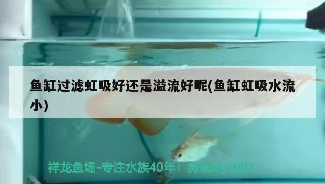 魚(yú)缸虹吸過(guò)濾（關(guān)于魚(yú)缸虹吸過(guò)濾的詳細(xì)介紹） 魚(yú)缸虹吸過(guò)濾（關(guān)于魚(yú)缸虹吸過(guò)濾的詳細(xì)介紹） 魚(yú)缸百科 第5張