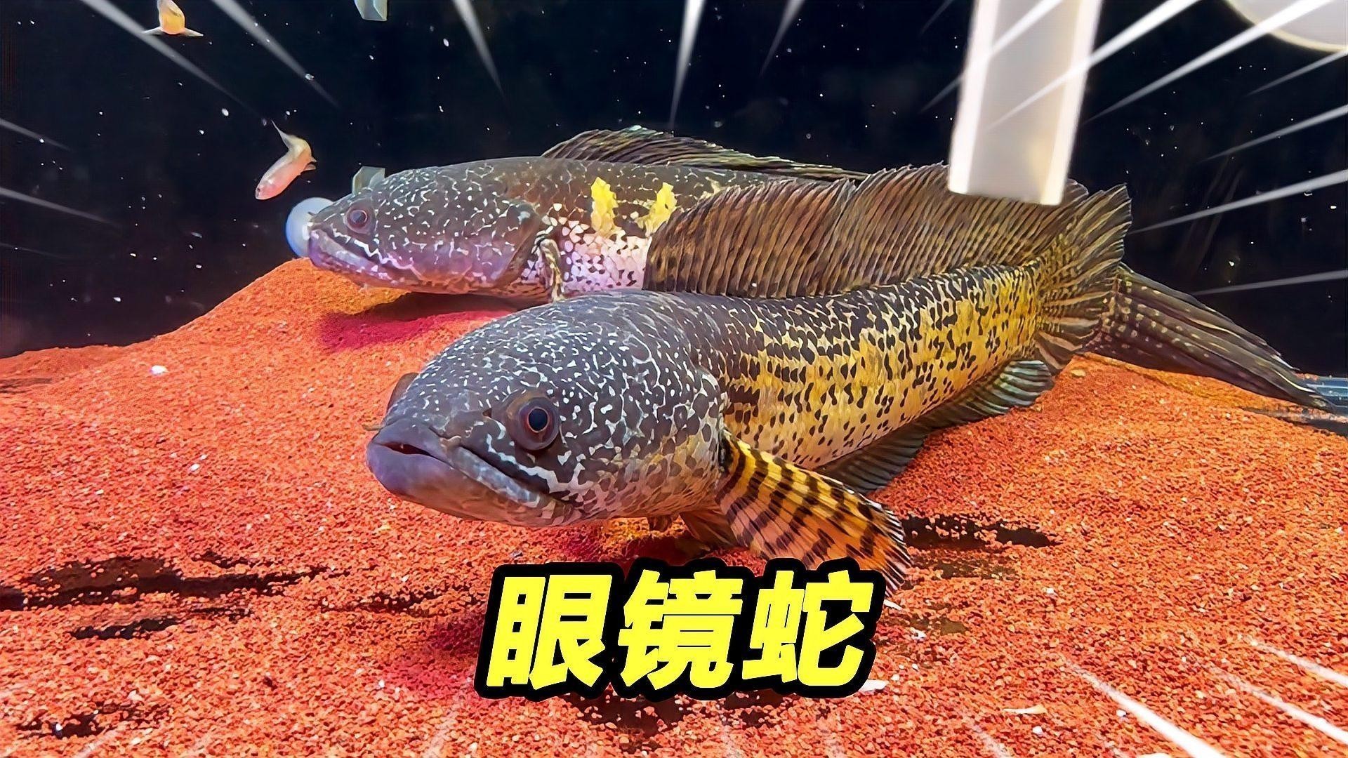 雷龍魚血一和七彩神仙魚混養
