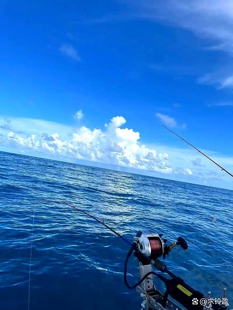 雙線魚多少錢
