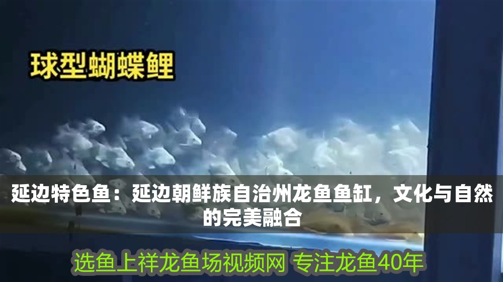 延邊特色魚：延邊朝鮮族自治州龍魚魚缸，文化與自然的完美融合