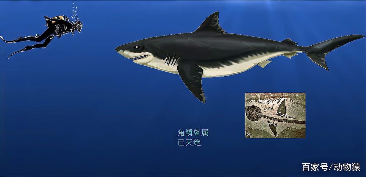 球鯊的圖片超清大圖 球鯊的圖片超清大圖 龍魚論壇 第3張