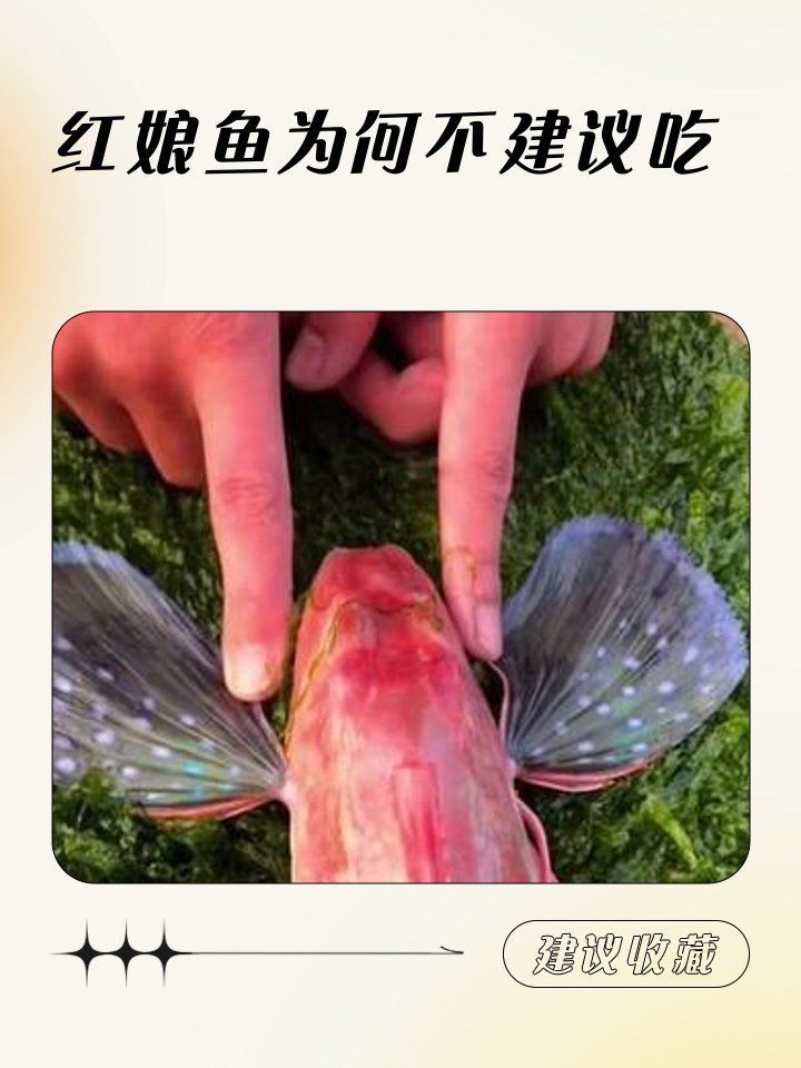 紅娘魚為何要少吃 紅娘魚為何要少吃 龍魚論壇 第1張