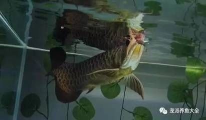 新入缸的龍魚幾天開口吃食？（新入缸的龍魚多久開口吃食） 新入缸的龍魚幾天開口吃食？（新入缸的龍魚多久開口吃食） 龍魚百科 第1張