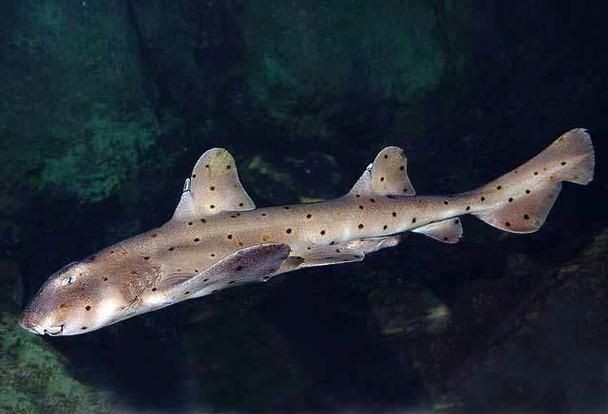 虎鯊圖片 龍魚論壇 第9張 虎鯊圖片 虎鯊圖片 龍魚論壇 第9張