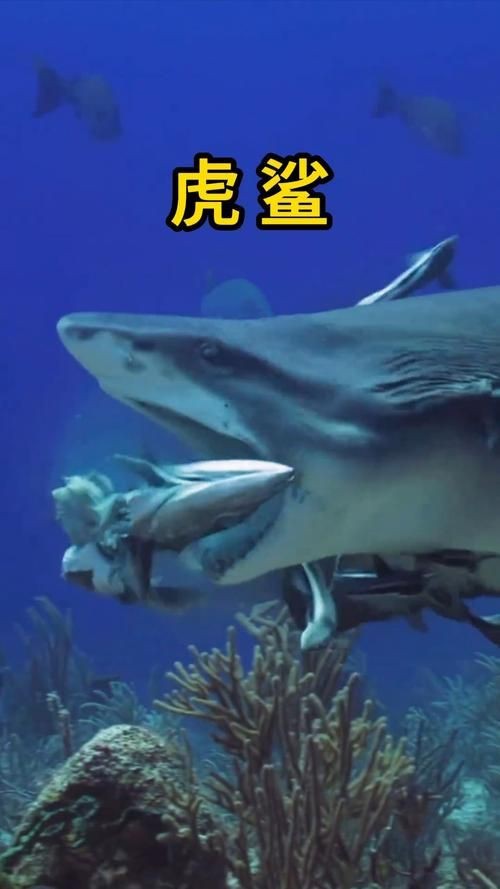 虎鯊圖片 龍魚論壇 第10張 虎鯊圖片 虎鯊圖片 龍魚論壇 第10張