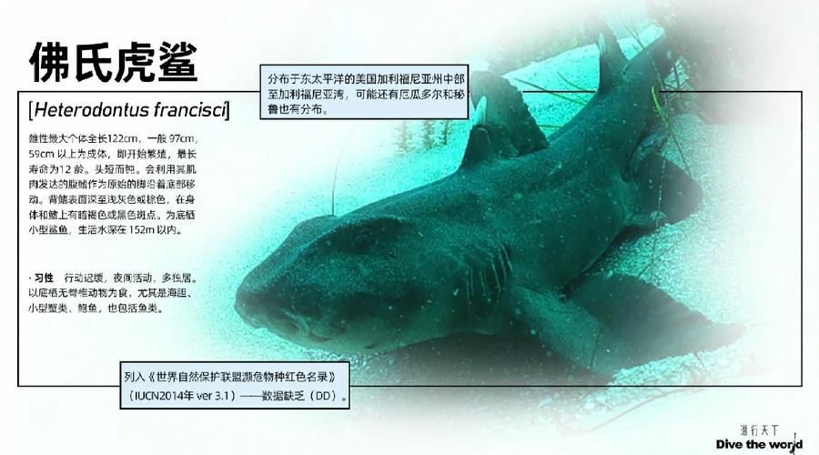 虎鯊圖片 龍魚論壇 第6張 虎鯊圖片 虎鯊圖片 龍魚論壇 第6張