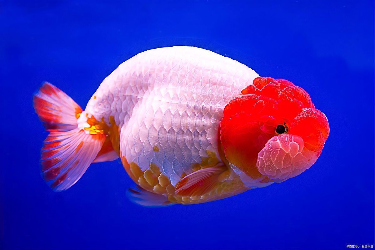 魟魚認主人的表現 魟魚認主人的表現 龍魚論壇 第8張