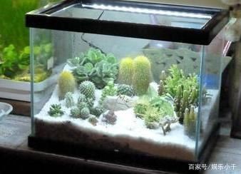 魚缸設計觀賞魚店魚缸材質的科學選擇觀賞魚缸材質的科學選擇：觀賞魚店魚缸的設計